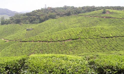 Zdjęcie INDIE / Kerala / okolice Munnar / plantacja herbaty