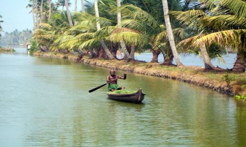 Zdjęcie INDIE / -Kerala / kanały między Kochin a Alapuzzha / transport trawy