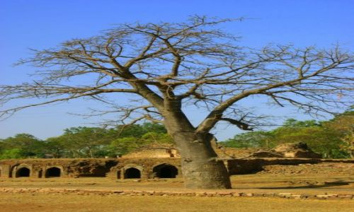 Zdjcie INDIE / Mandi / Mandi / Baobab