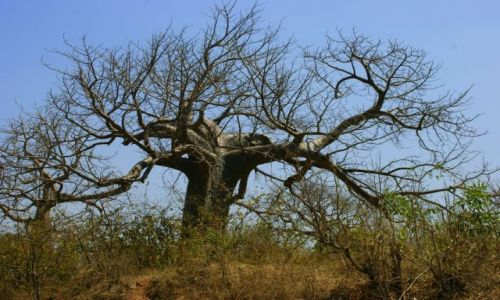 Zdjcie INDIE / Mandi / Mandi / Baobab