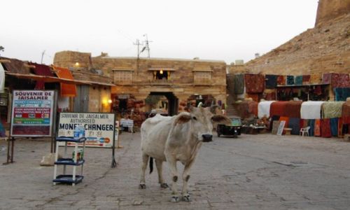 INDIE / Rajasthan / Jaisalmer - pustynia Thar / stali bywalcy