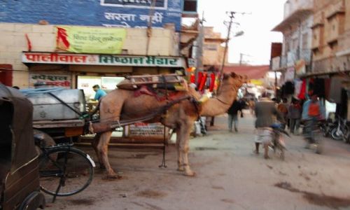 INDIE / Rajasthan / Jaisalmer - pustynia Thar / transport towarowy...