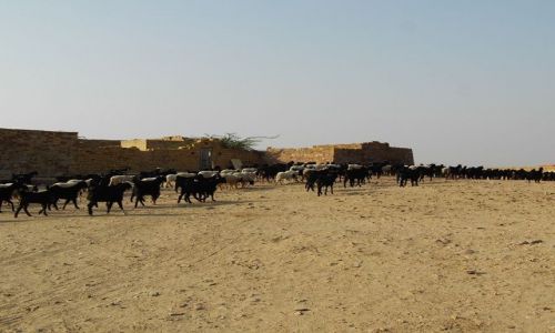 INDIE / Rajasthan / Jaisalmer - pustynia Thar / w drodze na safarii