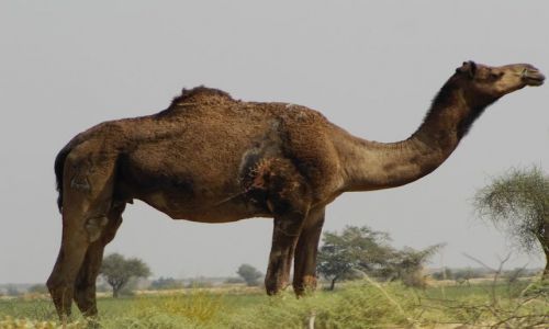 INDIE / Rajasthan / Jaisalmer - pustynia Thar / pustynne klimaty