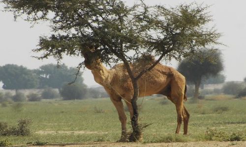 INDIE / Rajasthan / Jaisalmer - pustynia Thar / pustynne klimaty