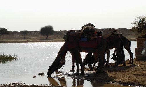 INDIE / Rajasthan / Jaisalmer - pustynia Thar / oaza