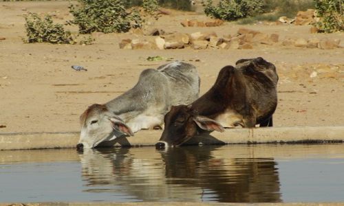 INDIE / Rajasthan / Jaisalmer - pustynia Thar / pragnienie