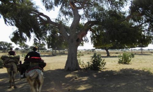 INDIE / Rajasthan / Jaisalmer - pustynia Thar / w drodze...