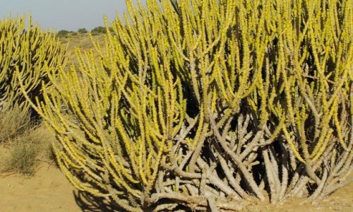 INDIE / Rajasthan / Jaisalmer - pustynia Thar / pustynna rolinno