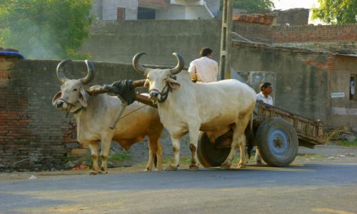 Zdjcie INDIE / Jamnagar / Jamnagar / Ciarwki 
