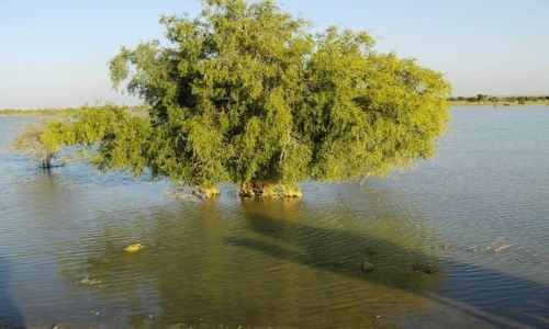 INDIE / Rajasthan / Jaisalmer - pustynia Thar / nad brzegiem...