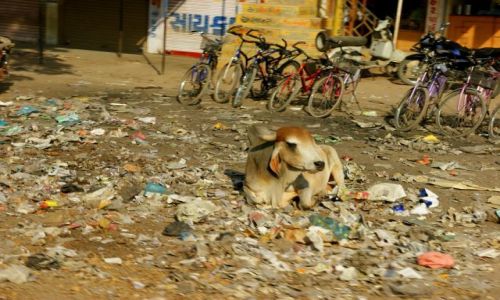 Zdjecie INDIE / Bhujodi / Bhujodi / Parking