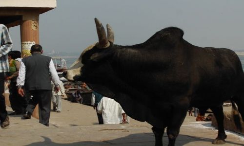 INDIE / Uttar Pradesh / Varanasi / witobliwy
