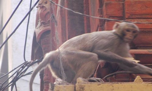 INDIE / Uttar Pradesh / Varanasi / mieszczuchy...