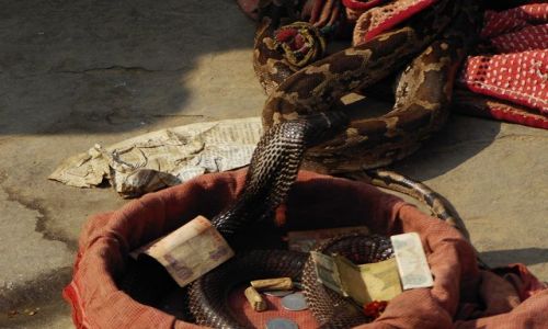INDIE / Uttar Pradesh / Varanasi / kobra