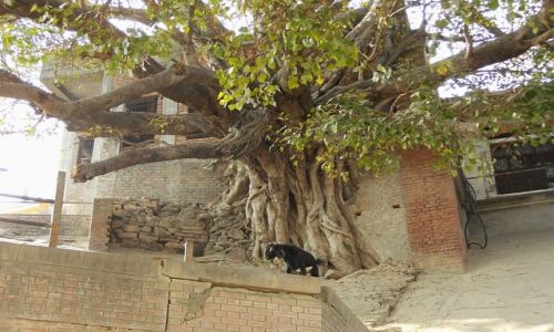 INDIE / Uttar Pradesh / Varanasi / wiekowa rolinno