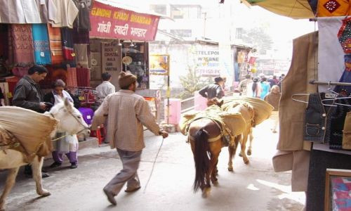 Zdjcie INDIE / Uttaranchal / Rishikesh / osioki transportowe