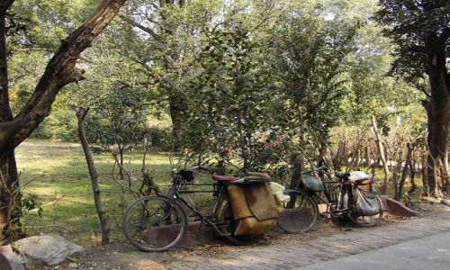 INDIE / Uttaranchal / Rishikesh / w cieniu drzew