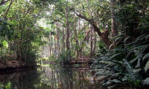 Zdjęcie INDIE / Kerala / ok 40 km od Kochi, backwaters.... / ... którędy teraz? ...