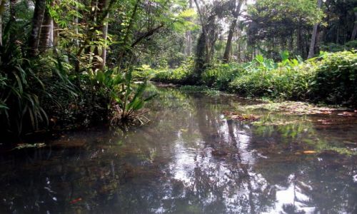 Zdjecie INDIE / Kerala / ok 40 km od Kochi, backwaters.... / ... cisza ...