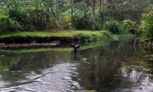 Zdjęcie INDIE / Kerala / ok 40 km od Kochi, backwaters.... / ... kormoran utrzumuje dystans...