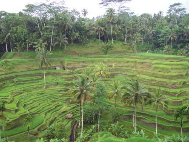 Zdjęcia: Bali, Bali, tarasy ryżowe, INDONEZJA Zdjęcia: Bali, Bali, tarasy ryżowe, INDONEZJA