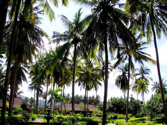 Zdjęcia: wioska Kuta Beach, Lombok, w ogrodzie palmowym, INDONEZJA Zdjęcia: wioska Kuta Beach, Lombok, w ogrodzie palmowym, INDONEZJA