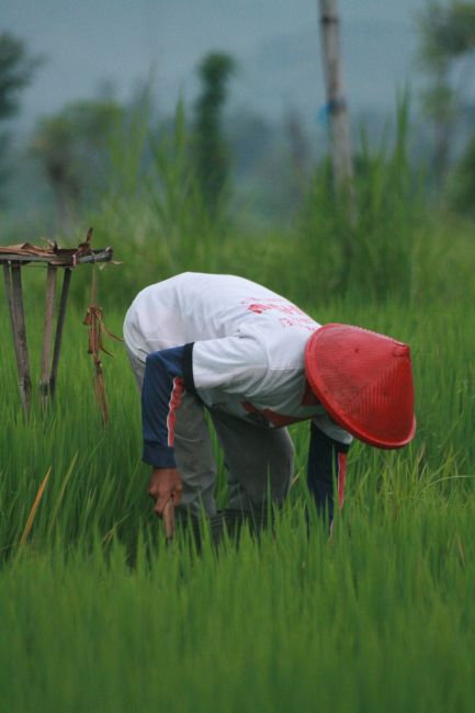 Zdjęcia: Singaraja, Bali, zbiory, INDONEZJA Zdjęcia: Singaraja, Bali, zbiory, INDONEZJA