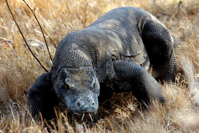 Zdjęcia: Komodo, Komodo, Nieco wiekszy smoczek... , INDONEZJA Zdjęcia: Komodo, Komodo, Nieco wiekszy smoczek... , INDONEZJA
