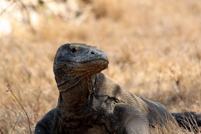 Zdjęcia: Komodo, Komodo, Chyba mnie zauwazył..., INDONEZJA Zdjęcia: Komodo, Komodo, Chyba mnie zauwazył..., INDONEZJA