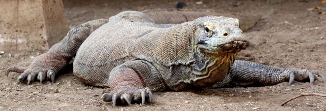 Zdjęcia: Komodo, Komodo, Wyglada na leniwego... , INDONEZJA Zdjęcia: Komodo, Komodo, Wyglada na leniwego... , INDONEZJA