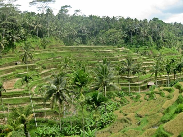 Zdjęcia: Ubud, Bali, tarasy ryżowe, INDONEZJA Zdjęcia: Ubud, Bali, tarasy ryżowe, INDONEZJA