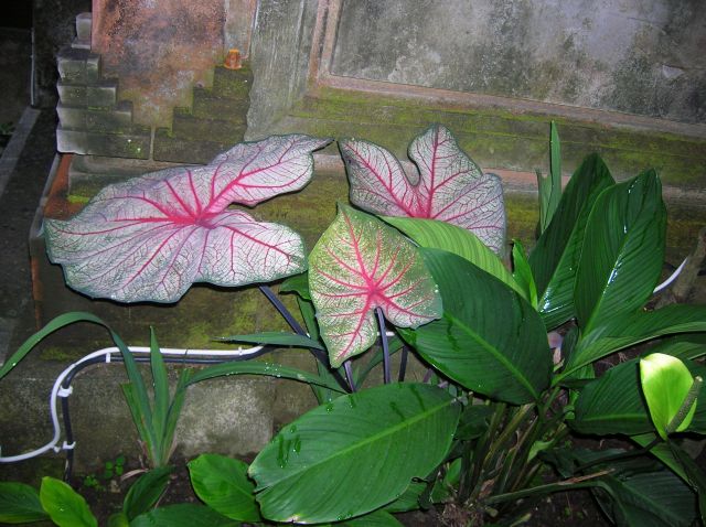 Zdjęcia: Ubud, Bali, Tropikalne rozowe liscie-kwiaty, INDONEZJA Zdjęcia: Ubud, Bali, Tropikalne rozowe liscie-kwiaty, INDONEZJA