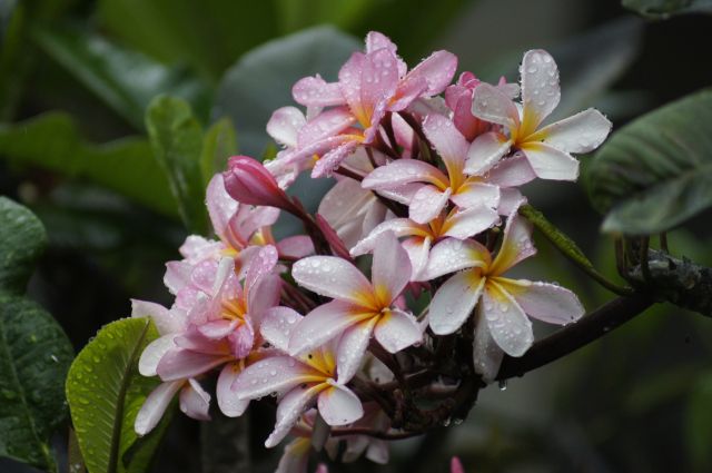 Zdjęcia: Sanur, Bali, W świecie kwiatów, INDONEZJA Zdjęcia: Sanur, Bali, W świecie kwiatów, INDONEZJA