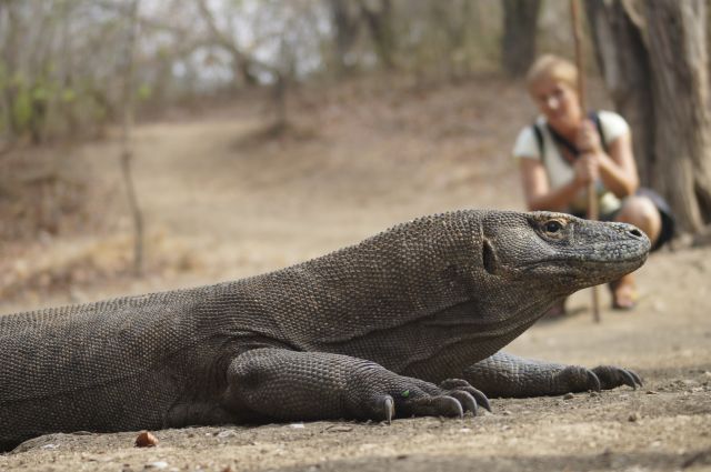 Zdjęcia: Komodo, Flores, Z waranem, INDONEZJA Zdjęcia: Komodo, Flores, Z waranem, INDONEZJA