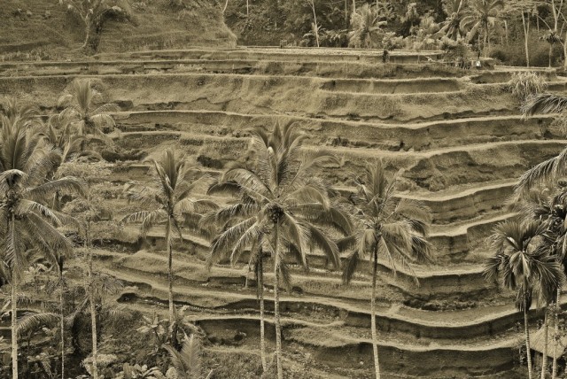 Zdj cia: Tegalalang, Bali, Tegalalang-tarasy ryowe, INDONEZJA