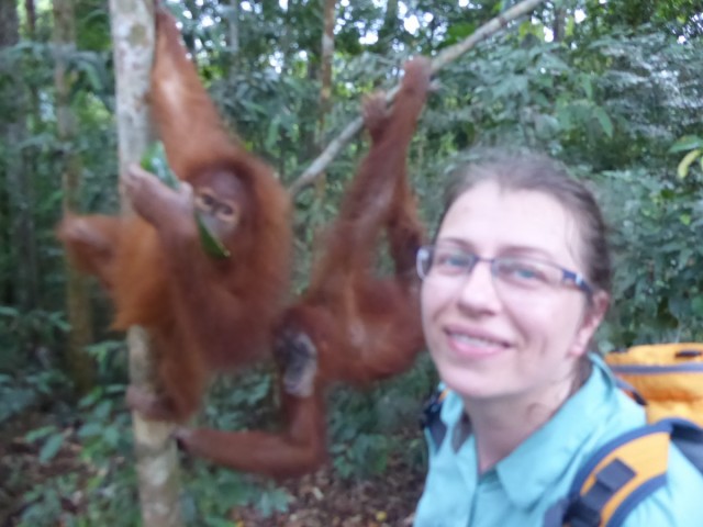 Zdj cia: Bukit Lawang, Sumatra, Orangutany, INDONEZJA