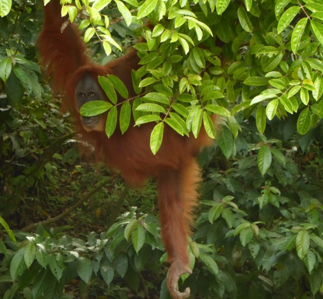 Zdj cia: Bukit Lawang, Sumatra, Suma, INDONEZJA