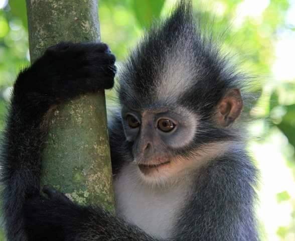 Zdj cia: Dungla, Sumatra, Thomas monkey, INDONEZJA