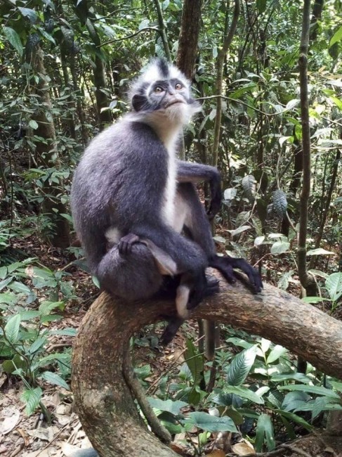 Zdj cia: dungla, Sumatra, Thomas monkey, INDONEZJA