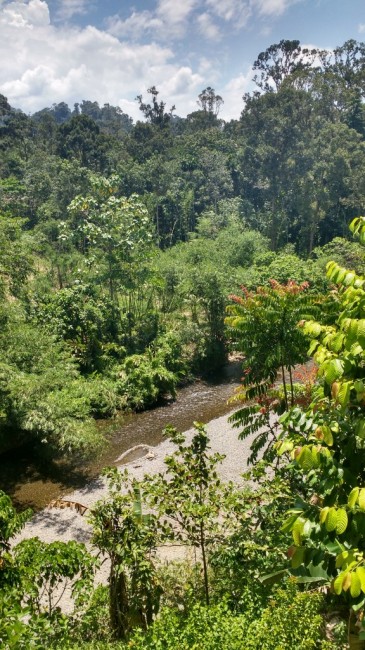 Zdj cia: Bukit lawang, Sumatra, Czy może być piękniej?, INDONEZJA Zdj cia: Bukit lawang, Sumatra, Czy może być piękniej?, INDONEZJA