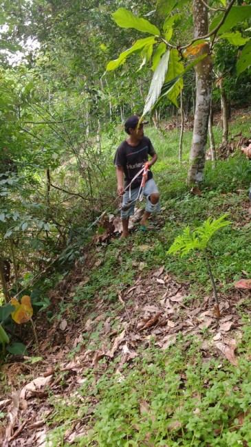 Zdj cia: Bukit lawang, Sumatra, Ziemia na Sumatrze, INDONEZJA Zdj cia: Bukit lawang, Sumatra, Ziemia na Sumatrze, INDONEZJA