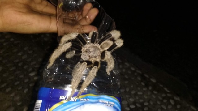 Zdj cia: Bukit lawang, Sumatra, Laba laba, INDONEZJA Zdj cia: Bukit lawang, Sumatra, Laba laba, INDONEZJA