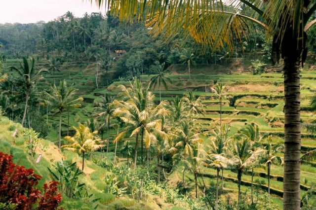 Zdjęcia: tarasy ryżowe, płn Bali, tarasy, INDONEZJA Zdjęcia: tarasy ryżowe, płn Bali, tarasy, INDONEZJA