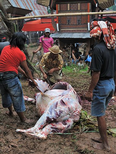 Zdjęcia: Tana Toraja, Sulawesi, Odarty ze skóry bawół, INDONEZJA Zdjęcia: Tana Toraja, Sulawesi, Odarty ze skóry bawół, INDONEZJA