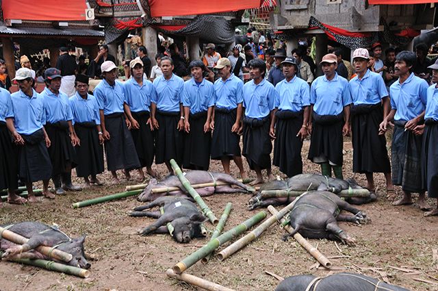 Zdjęcia: Tana Toraja, Sulawesi, Rytualny śpiew nad przygotowanymi do zabicia świniami, INDONEZJA Zdjęcia: Tana Toraja, Sulawesi, Rytualny śpiew nad przygotowanymi do zabicia świniami, INDONEZJA