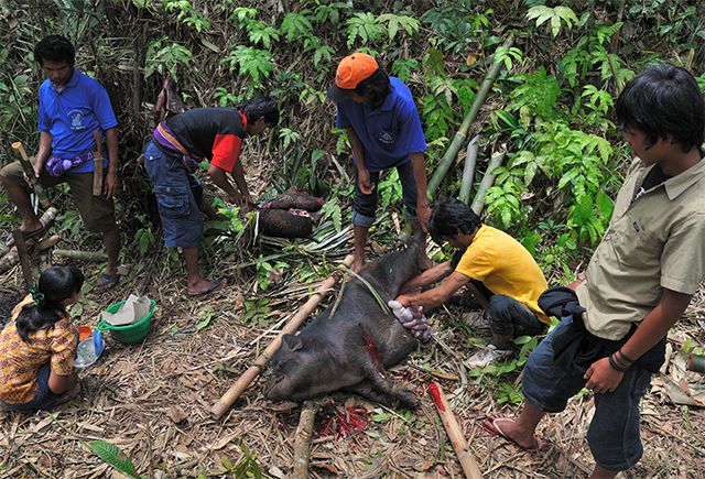 Zdjęcia: Tana Toraja, Sulawesi, Okoliczne zarośla były pełne zarzynanych zwierząt, INDONEZJA Zdjęcia: Tana Toraja, Sulawesi, Okoliczne zarośla były pełne zarzynanych zwierząt, INDONEZJA