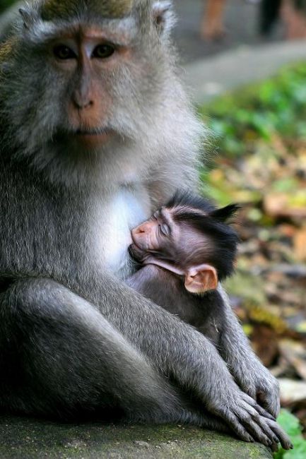 Zdjęcia: monkey forest, Ubud, malpia mama, INDONEZJA Zdjęcia: monkey forest, Ubud, malpia mama, INDONEZJA