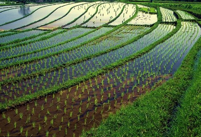 Zdjęcia: Wschod, Bali, Indonezja 14, INDONEZJA Zdjęcia: Wschod, Bali, Indonezja 14, INDONEZJA