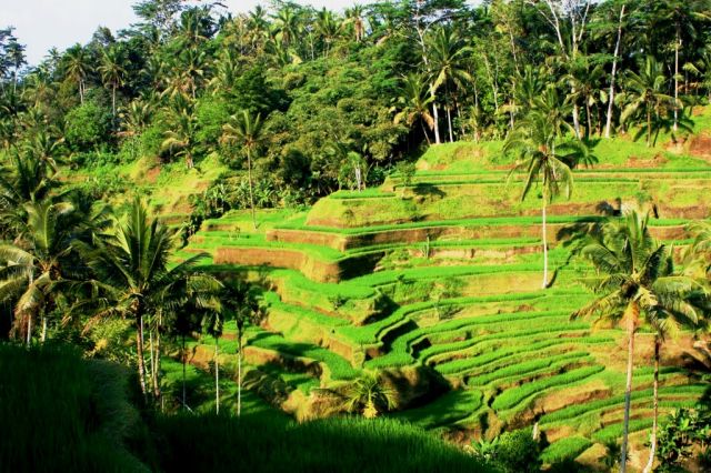 Zdjęcia: Ubud, Bali, wspomnienia z Bali, INDONEZJA Zdjęcia: Ubud, Bali, wspomnienia z Bali, INDONEZJA